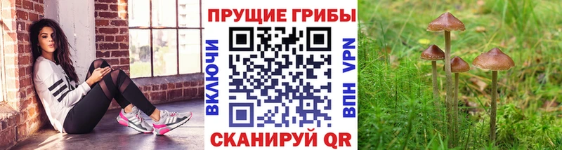 наркошоп ссылка на мегу ссылки Галлюциногенные грибы прущие грибы Котово
